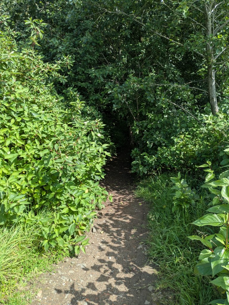 Entrance to the woods